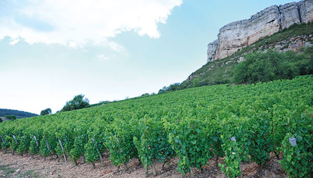 Domaine Carrette à Vergisson