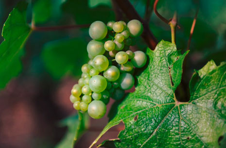 Grappe raisin Chardonnay